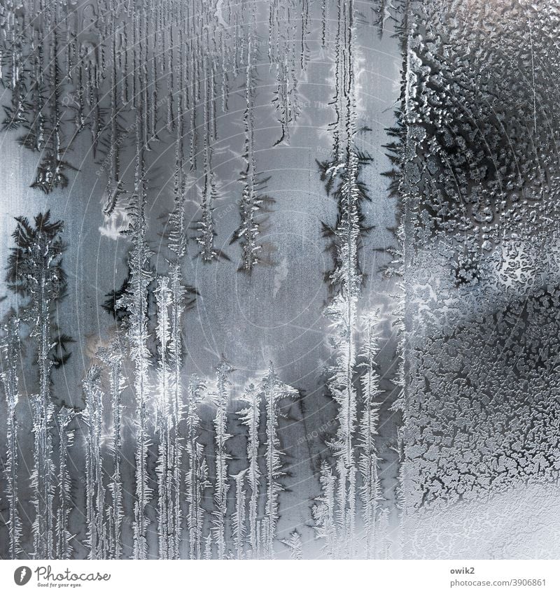 Eisfläche Glasscheibe Frost authentisch Winter Eiskristall Strukturen & Formen Nahaufnahme Tag kalt Innenaufnahme bizarr Menschenleer Muster frieren Farbfoto