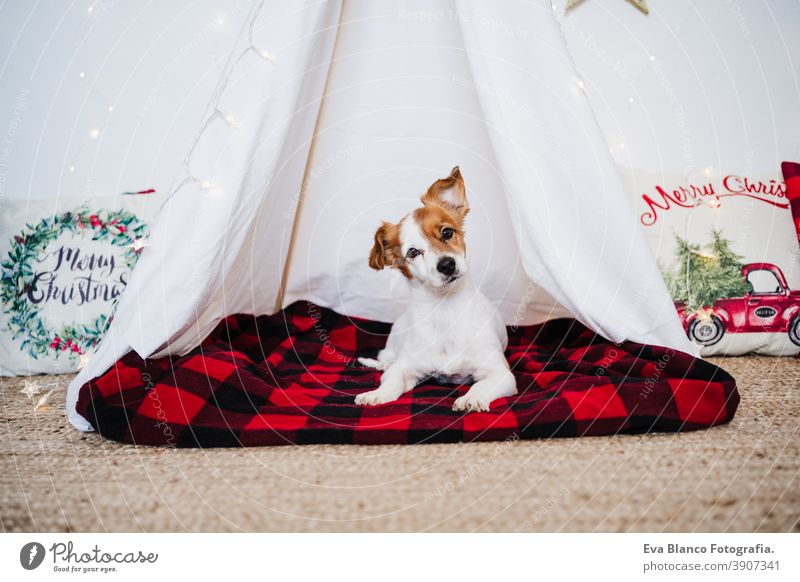 Süßer Jack Russell Hund zu Hause stehend mit Weihnachtsdekoration. Weihnachtszeit jack russell Weihnachten heimwärts Dekoration & Verzierung Tipi Dezember