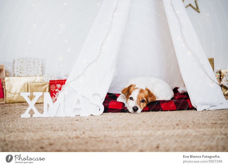 Süßer Jack Russell Hund zu Hause stehend mit Weihnachtsdekoration. Weihnachtszeit jack russell Weihnachten heimwärts Dekoration & Verzierung Tipi Dezember