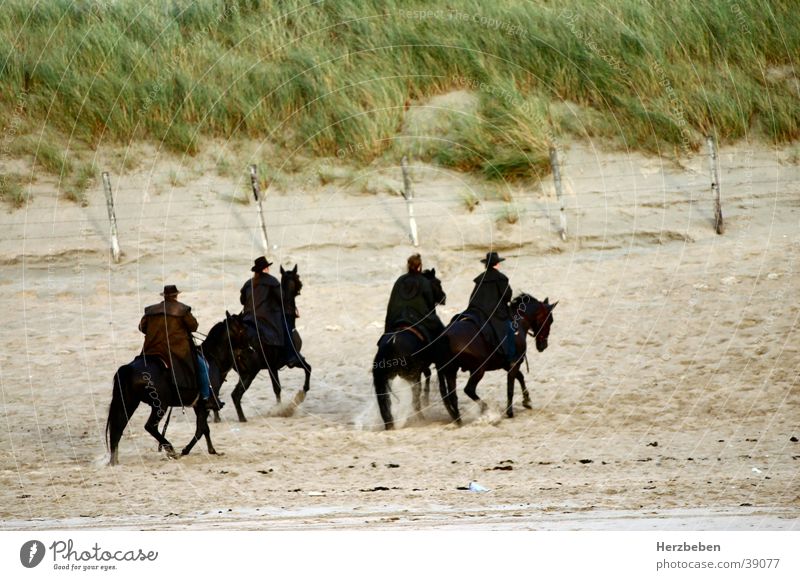 Die Strandreiter Pferd schwarz Menschengruppe Reiter Sand Natur Stranddüne