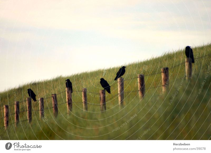 Raben Rabenvögel Dünengras Vogel schwarz Gras Verkehr Stranddüne
