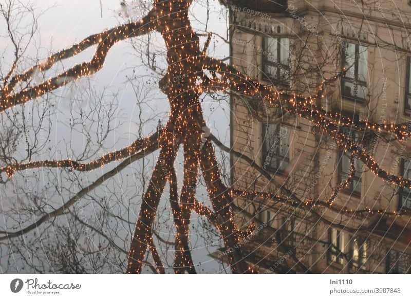 ein mit Lichterketten geschmückter Baum und ein Haus spiegeln sich im Wasser Spiegelung Altbau Zweige blaue Stunde Weihnachtszeit Weihnachtsdekoration