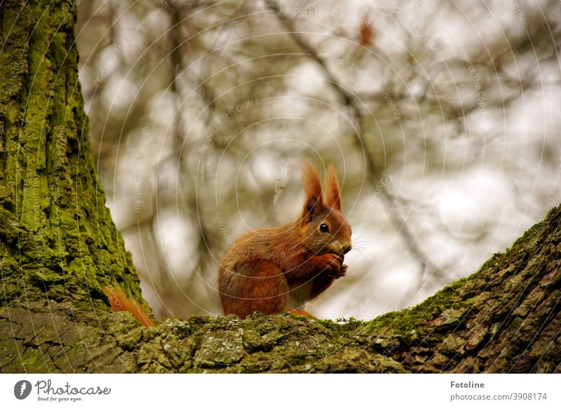 Kleiner Snack - oder ein rotes Eichhörnchen sitzt auf einem Baum und knabbert an einem kleinen Snack Tier niedlich Natur Farbfoto Wildtier Außenaufnahme 1 Tag