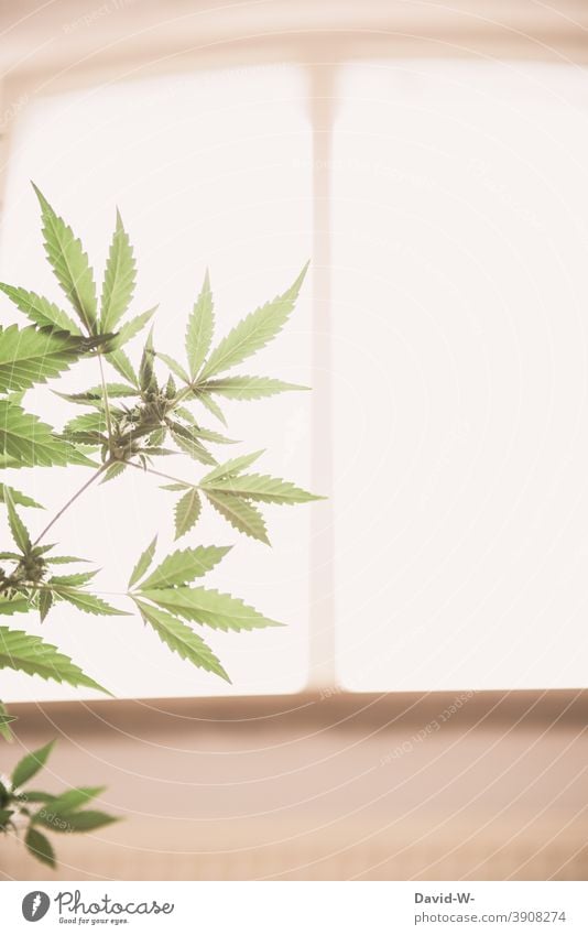 Hanfpflanze anbauen hanfpflanze Marihuana Drogen eigenbedarf Arzneipflanze Blätter Blüte Rauschmittel legalisieren