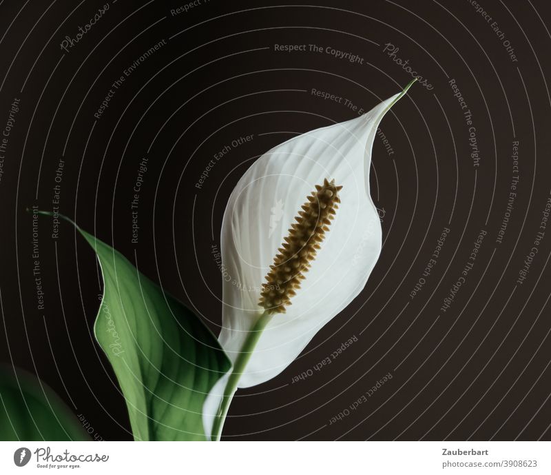 Weißes Einblatt (Spathiphyllum) im Gegenlicht vor schwarzem Hintergrund weiß Blatt Blüte zart anmutig apart Pflanze Nahaufnahme Blattfahne Friedenslilie