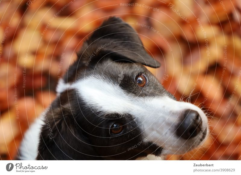 Hundeblick, Kopf eines Hundes mit schwarz-weißem Fell Blick Hundeschnauze süß treu Haustier Tier Tiergesicht Hundekopf Schnauze