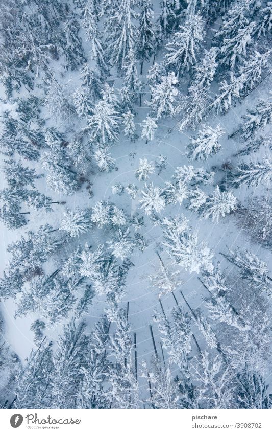Winterwald Wald Bäume Schnee Landschaft Vogelperspektive Luftaufnahme Natur kalt Menschenleer Farbfoto Baum Umwelt Gedeckte Farben Wetter ruhig Frost