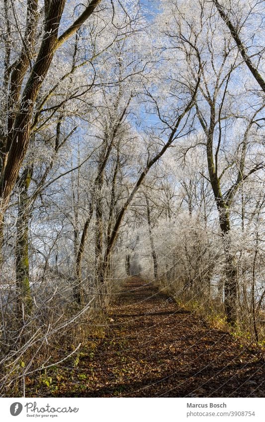 Waldweg im Winter Baum Kaelte Raureif baeume blauer Himmel eis kalt pfad rauhreif weiss winter