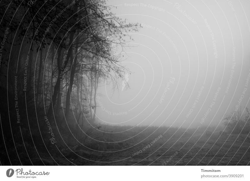 Nebelwald - ein morgentliche Gang Wald Weg Spaziergang Bäume Strücher kalt Natur Winter Menschenleer Umwelt Schwarzweißfoto Nebelschleier
