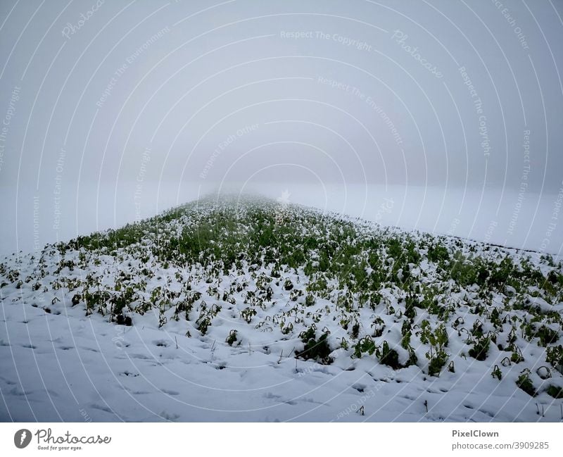 Wintereinbruch kalt Schnee gefroren Raureif weiß Natur Wiese frieren Gras Himmel, grau, Dezember, trüb
