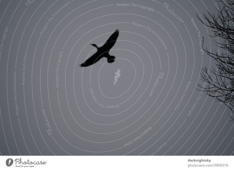 Hoch und schnell fliegender Kormoran vor grauem Himmel aus dichter Wolkendecke und einigen Ästen Fischjäger Vogel Avifauna aves Phalacrocorax carbo