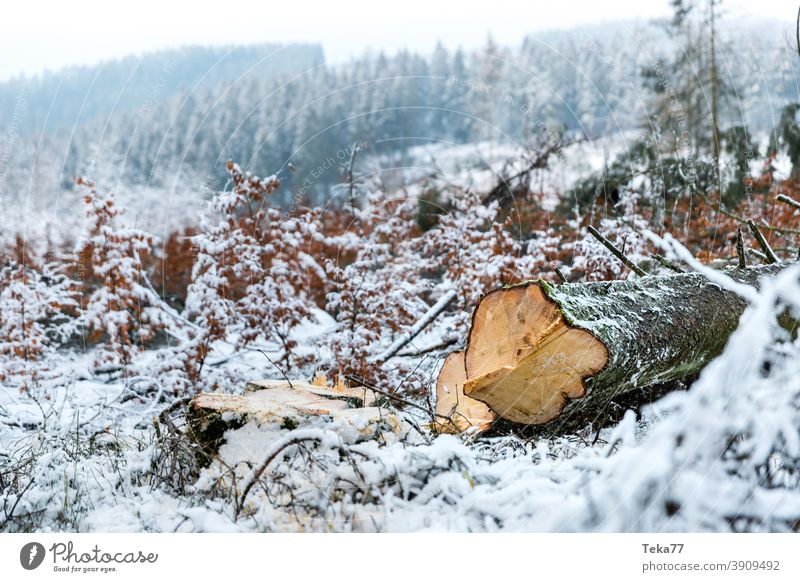 Der gefällte Winterbaum winter frost winterwald schnee eis borkenkäfer