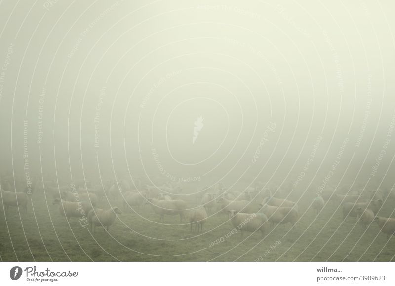 Schafe im Nebel Schafherde Herdentiere Wiese Nutztiere Hausschaf Textfreiraum Tier