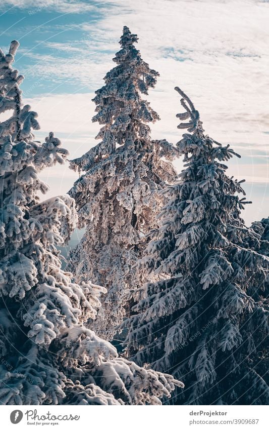 Schneebedeckte Nadelbäume im Harz Joerg Farys Nationalpark Naturschutz Niedersachsen Winter harz naturerlebnis naturschutzgebiet naturwunder sachsen-anhalt