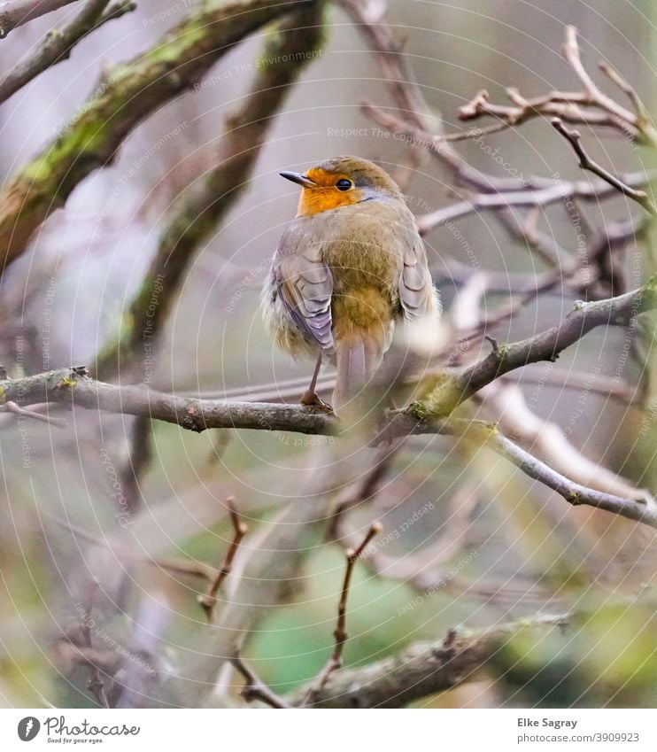 Vogelfotografie -"Robin "- das Rotkehlchen nach einer kalten Nacht Außenaufnahme Menschenleer Schwache Tiefenschärfe Tag Baum sitzen klein