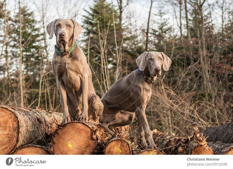 Zwei Weimaraner Jagdhunde sitzen auf Holzstapel jagdhunde Hunde Tiere Vorstehhunde Arbeitshunde Vollgebrauchshunde mannscharf wildscharf gehorsam schwierig grau