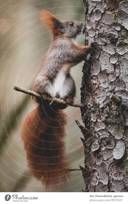 Eichhörnchen am Baum Eichhorn Hörnchen süß Fell niedlich braun Säugetier Tierportrait Nagetiere Natur Pfote Wald Wildtier buschig Ohr Schwanz klein Wiese Auge