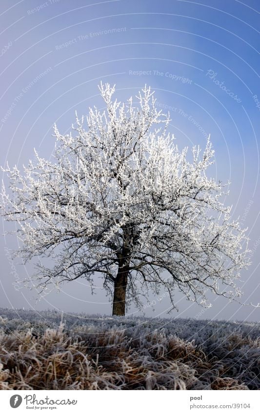 Baum im Raureif Winter kalt Licht weiß Schnee blau Himmel Frost Eis Landschaft Niveau