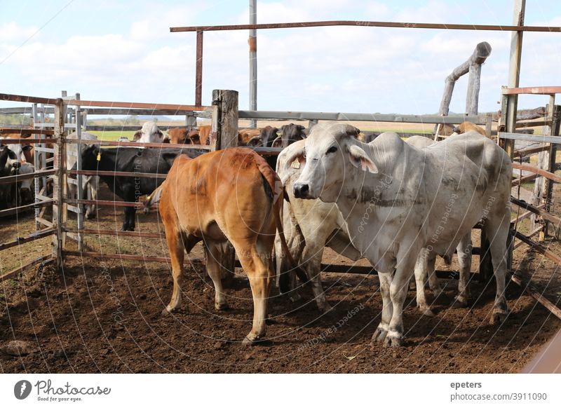 Rinder auf einer Farm in Queensland, Australien Bauernhof Station Stiere jung Bulle Zaun eingezäunt Fleisch Industrie Rindfleisch Outback