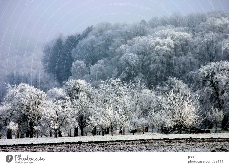 Winterlandschaft Raureif weiß Baum Wiese Wald kalt Obstbaum Nebel Berge u. Gebirge Schnee Eis Farbe trist Sonne