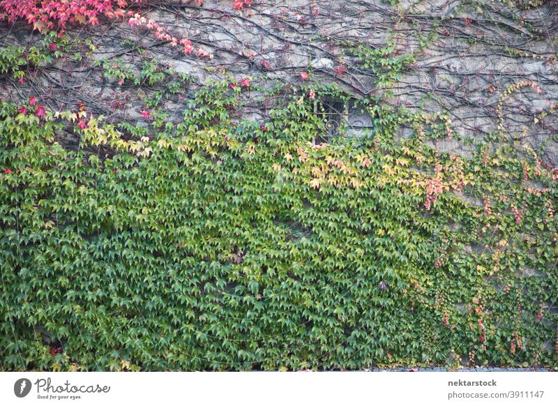 Efeuverkleidete Wand mit Fenster Herbst Pflanze anhänglich Wiederholung Muster abstrakt Natur Herbstblattfarbe keine Menschen niemand Laubwerk lebhaft