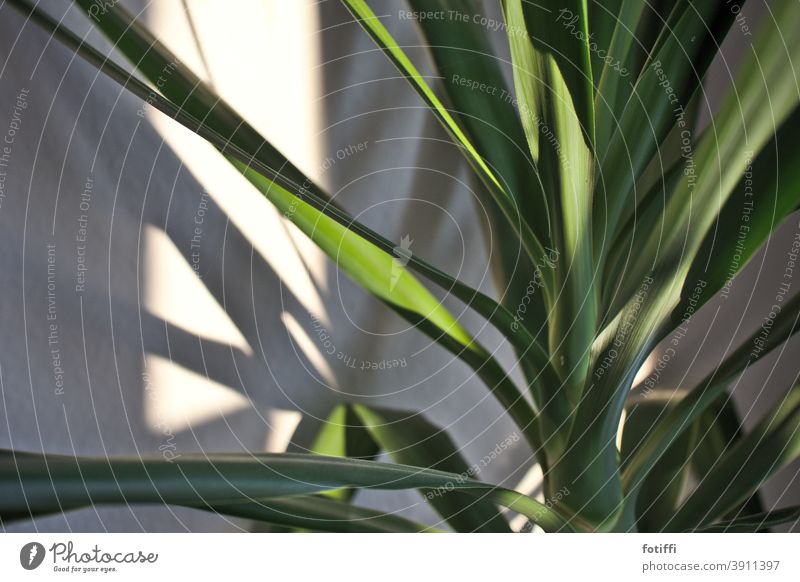 Unter Palmen Pflanze Zimmerpflanze Grünpflanze grün Blatt Nahaufnahme Menschenleer Natur exotisch Wachstum Palmenwedel Baum Ferien & Urlaub & Reisen Umwelt