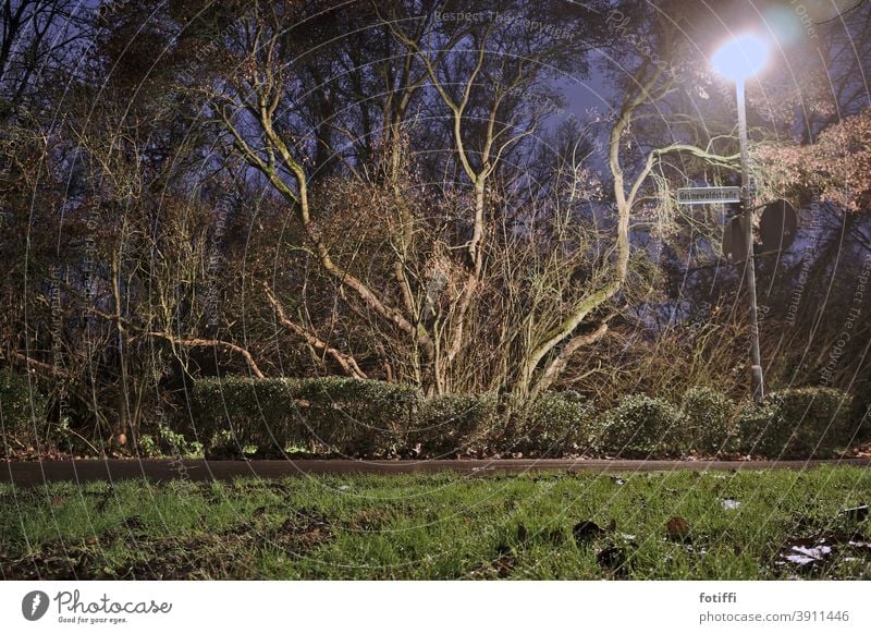 Verzweigter Baum im romantischen Laternenschein Vegetation Flora und Fauna Wege & Pfade Nacht nocturn Nachtaufnahme Gras ruhig Menschenleer Pflanze Natur