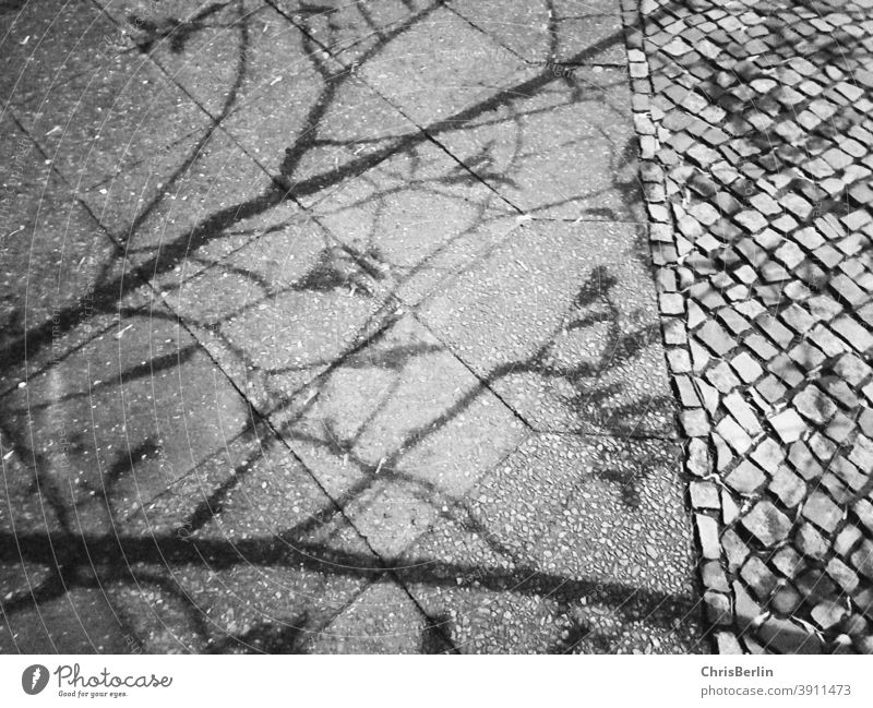 Schatten eines Baums auf dem Gehweg gehweg Außenaufnahme Menschenleer Wege & Pfade Stadt Asphalt Bürgersteig Blätter grau Schwarzweißfoto