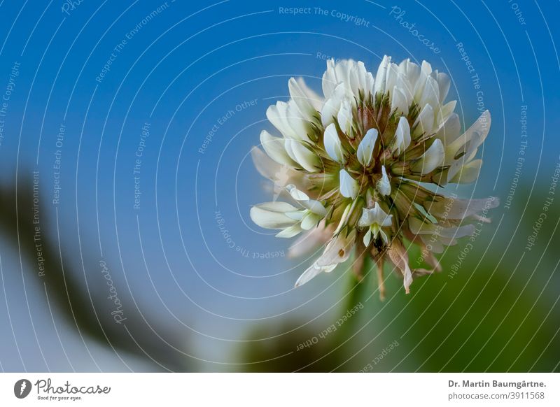 Weißklee (Trifolium repens), auch Kriechklee genannt Rasenunkraut verbreitet Blütenstand Schmetterlingsblütler Nahaufnahme ausdauernd Staude Fabaceae