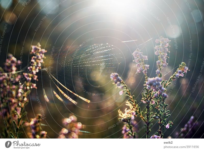 Zitterpartie Umwelt Natur Sonnenlicht Spinngewebe Außenaufnahme Farbfoto leuchten Nahaufnahme Detailaufnahme Menschenleer Lichterscheinung Kontrast Schatten