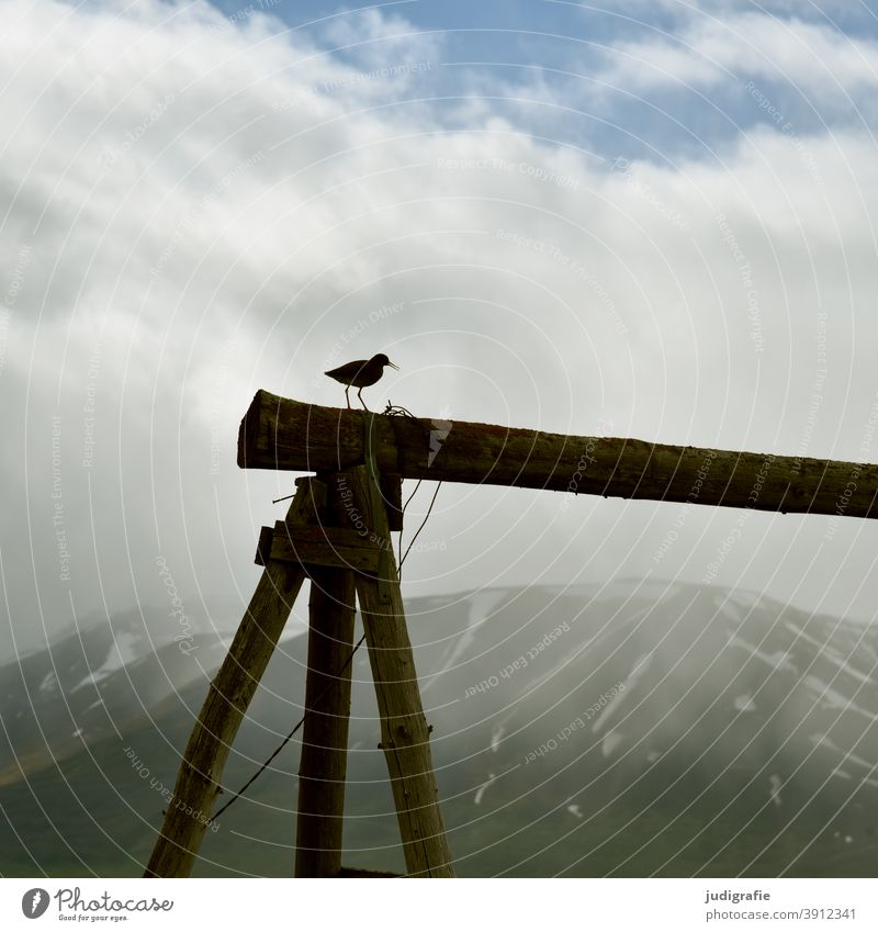Rotschenkel in isländischer Landschaft Vogel klein Tier Natur Umwelt Island Holzgestell Berge u. Gebirge Himmel Wolken Außenaufnahme natürlich Klima Stimmung