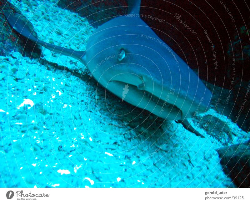 Stay cool! Haifisch Riffhaie ruhig gefährlich tauchen bedrohlich Gebiss Unterwasseraufnahme