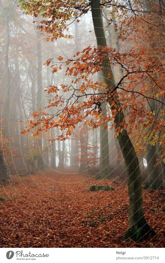 Novembernebel im Buchenwald Wald Nebel Herbst Herbstfärbung Laub Blätter Baum Waldboden geheimnisvoll undurchsichtig Natur herbstlich Herbstlaub Außenaufnahme