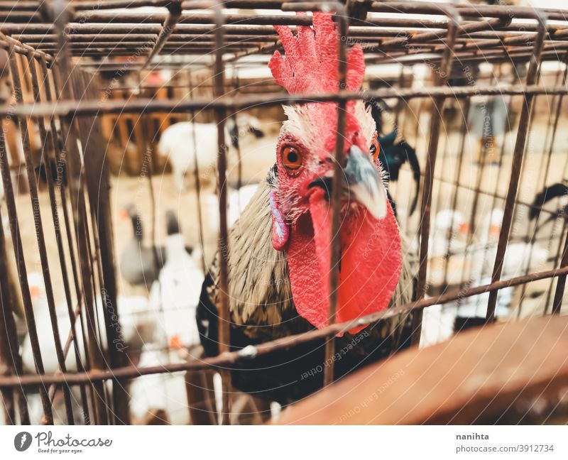 Hahn im Käfig eingesperrt Spiel Hahn Kampfhahn Tierausbeutung Gefängnis Schloss Missbrauch Vogel Trostlosigkeit Bauernhof Tierhaltung Fairness Landwirtschaft