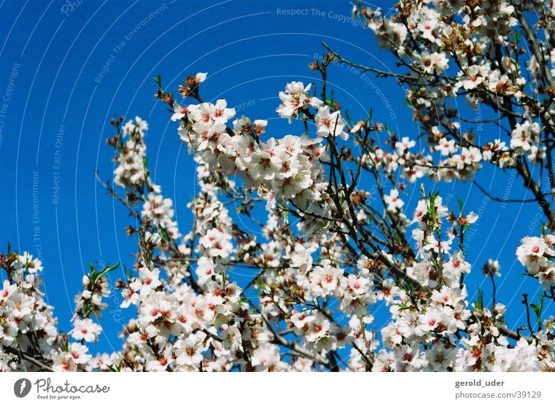 Das Blühen der Mandelbäume Blüte Mandelbaum Mallorca weiß Baum Frühling Frühlingsgefühle blau Ast