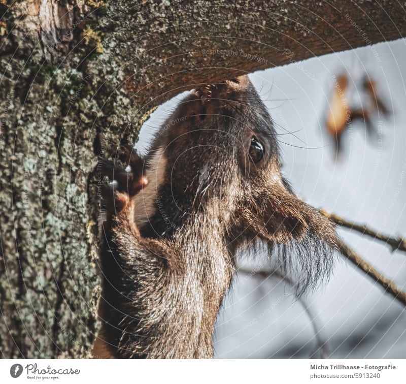 Schnüffelndes Eichhörnchen im Baum Sciurus vulgaris Tiergesicht Kopf Auge Nase Ohr Maul Krallen Fell Wildtier Nagetiere Baumstamm Blatt Schönes Wetter