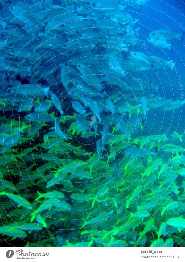 Sprungschicht Schnapper Makrele Meer gelb Fisch Schichtarbeit Schwarm Wasser Unterwasseraufnahme blau