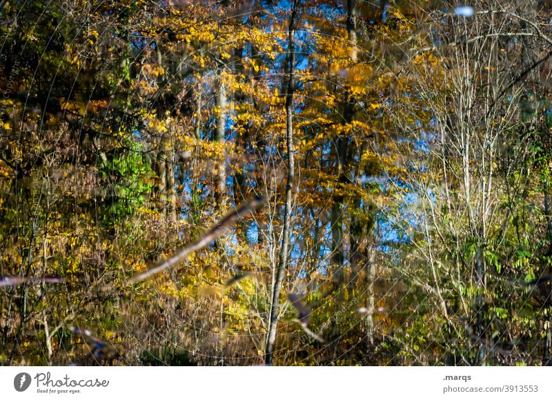Herbstspiegelung Reflexion & Spiegelung Natur Wald Wasser Umwelt Pflanze chaotisch Farbe Baum Schönes Wetter