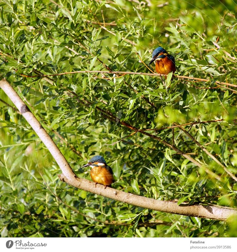 Kleine Pause - oder zwei junge Eisvögel sitzen auf Ästen und machen eine kleine Pause. 2 blau braun grün Tier Farbfoto Außenaufnahme Vogel Wildtier Natur Umwelt