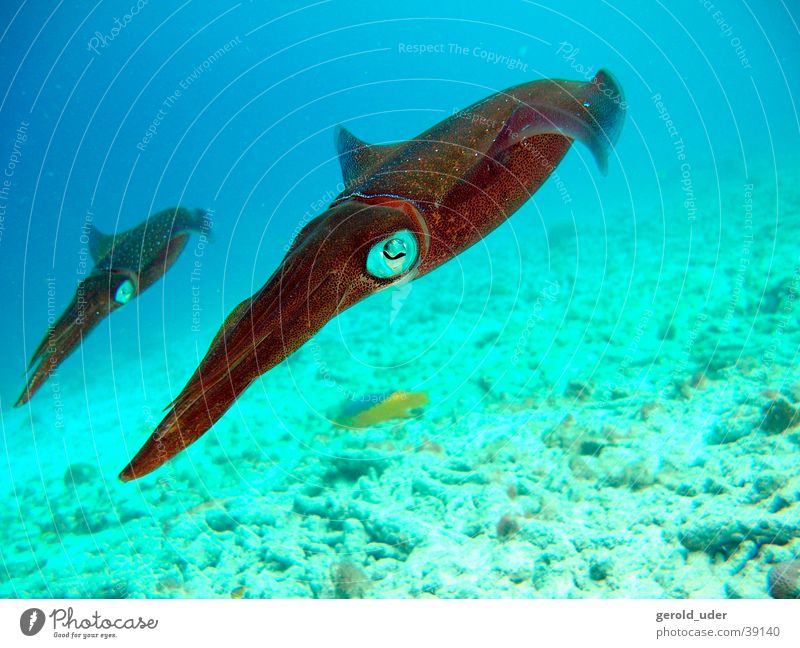 Kalmare Tier tauchen Unterwasseraufnahme paarweise Tierpaar Schwimmen & Baden
