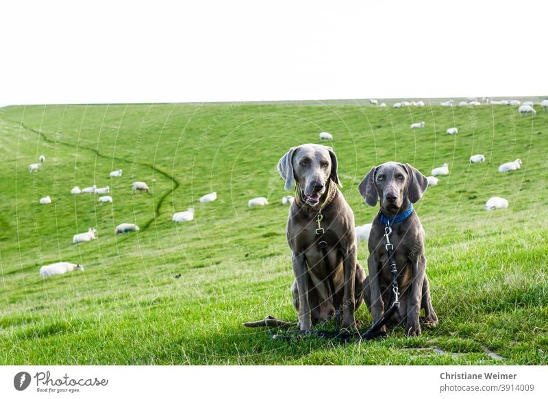 Zwei Weimaraner Jagdhunde sitzen gehorsam vor Schafherde Hunde Schafe zwei Paar jung alt Leine Halsband Vorstehhunde Arbeitshunde Jagdgebrauchshunde