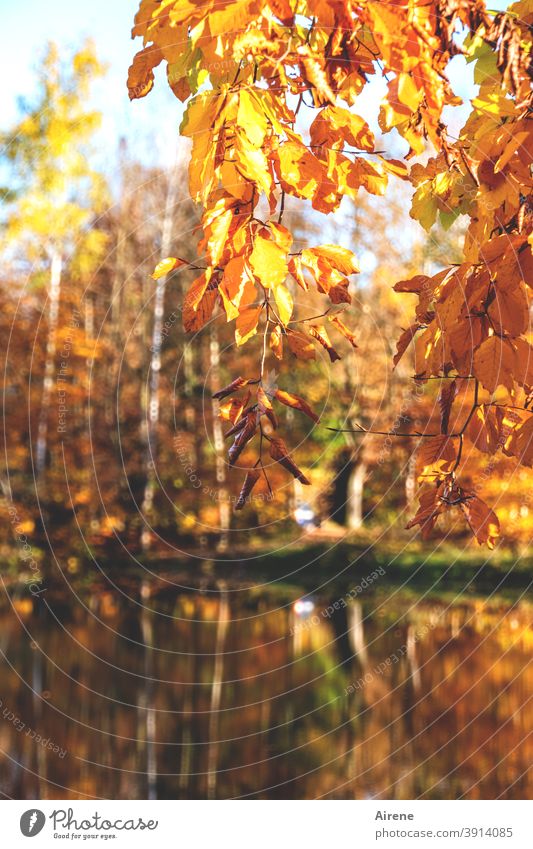 finale furioso Herbstlaub leuchten gold rot sonnig Teich herbstlich Natur Herbstfärbung See Herbststimmung braun positiv schönes Wetter Zweig orange lichtvoll