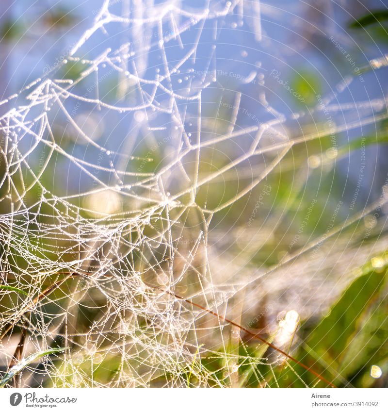 Webdesign Spinnennetz Netz Pflanze Spinngewebe Spinnerei hell leuchten Pastellton Blume Sommer zart versponnen blau Tau Licht Sonnenlicht weiß natürlich Gewebe