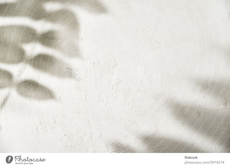 Blattschatten auf weißem Hintergrund. Kreativer abstrakter Hintergrund Schatten Blätter Pflanze Baum Laubwerk Textur Licht Design Natur Ast Muster sonnig Wand