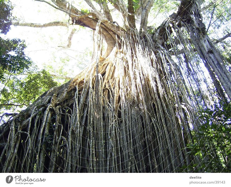 Australien Baum Wachstum Urwald von oben