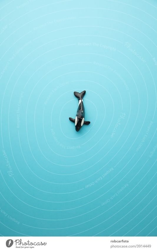 Orca-Wal geformt Kunststoff Spielzeug auf Farbe Hintergrund Spaß aquatisch Fälschung Miniatur Fisch künstlich stechend schwarz Raubtier Natur Puppe Kindheit