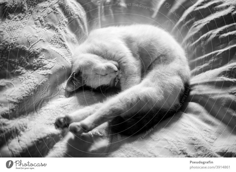 Schlafende Katze gemütlich Gemütlichkeit Bett Bettdecke schlafen Schlafplatz schlafend Bettwäsche Erholung Schlafzimmer Bettlaken ruhig Häusliches Leben