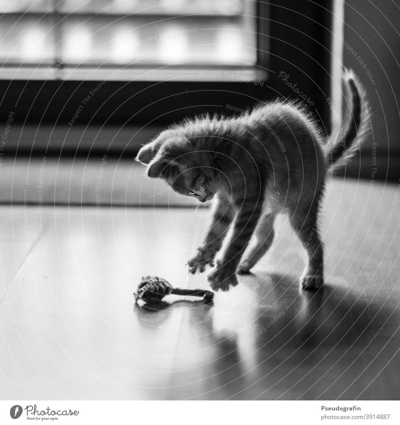 Der Mäusefänger Katze Katzenbaby Jäger Spielen Spielzeug fangen üben Haustier Tier niedlich Säugetier Tierjunges Hauskatze Fell süß