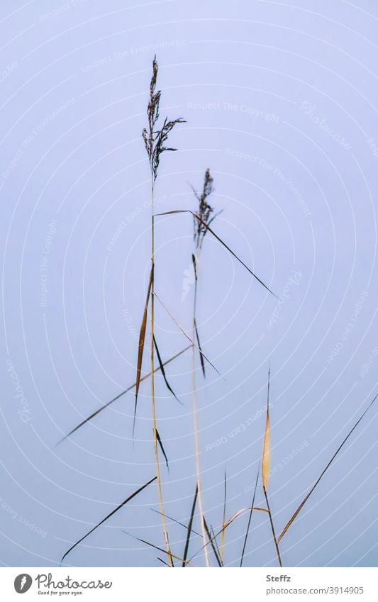 dünnes Gras vor einem unsichtbaren See Schilfrohr hohes Gras Schilf-Röhricht heimische Wildpflanzen Schilfgras minimalistisch subtil Grashalme Stille