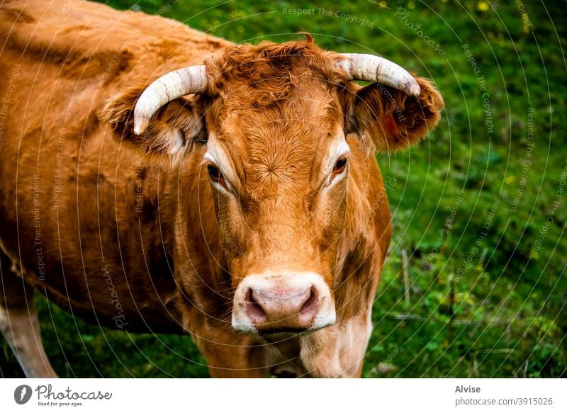 Porträt der roten Kuh Tier Natur Bauernhof Säugetier weiß Kopf Ackerbau Gesicht schwarz Hintergrund vereinzelt Rind Rindfleisch braun Gras niedlich heimisch